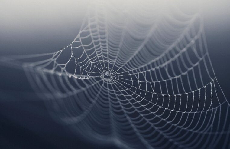 Cientistas criaram músicas a partir de teias de aranha: ouça!