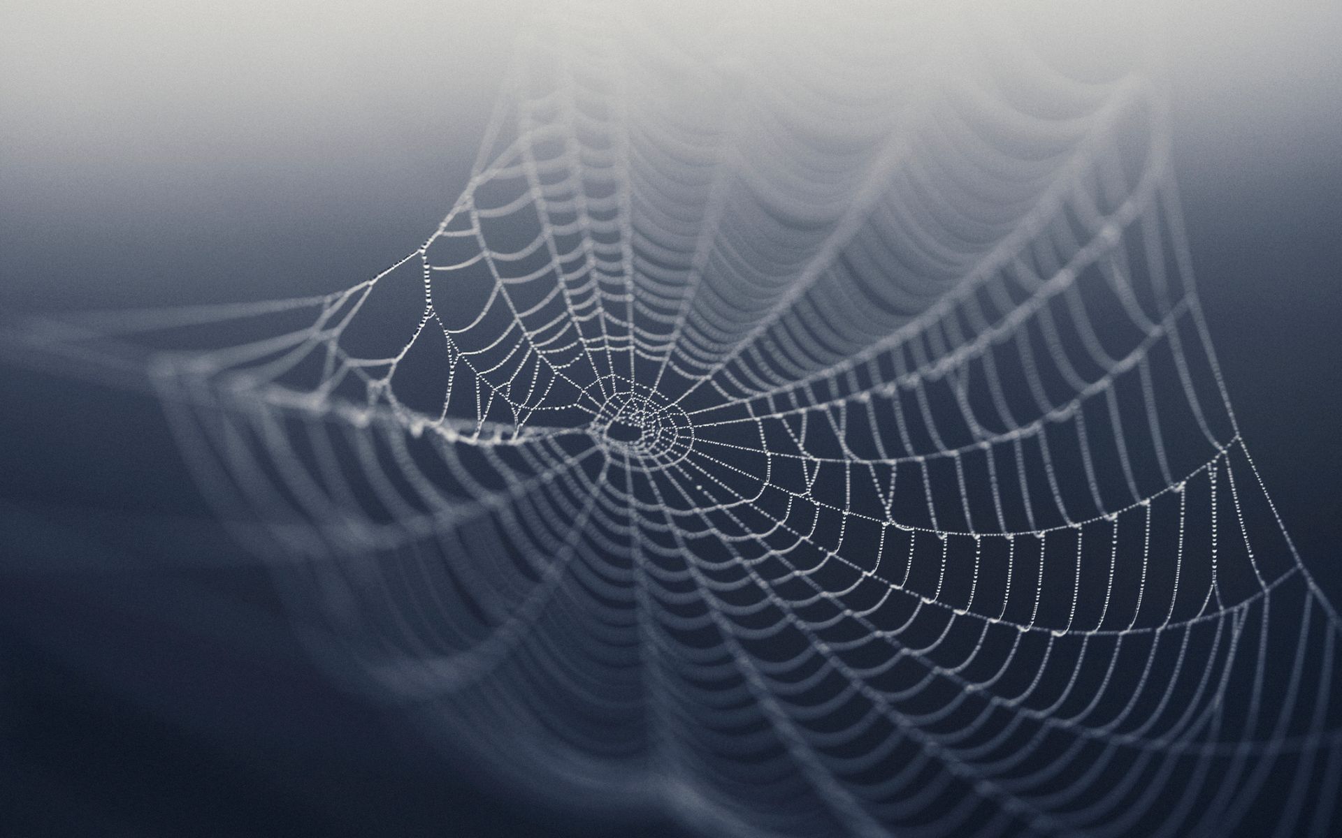 Cientistas criaram músicas a partir de teias de aranha: ouça!