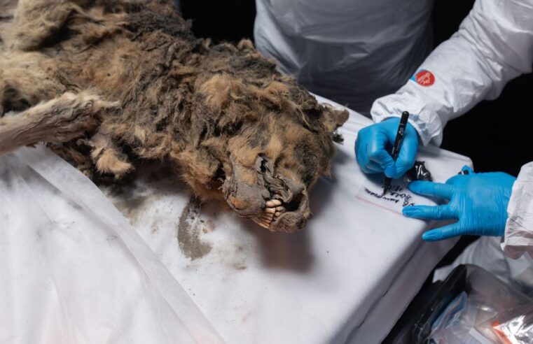 Lobo mumificado de 44 mil anos encontrado no permafrost da Sibéria pode conter bactérias vivas