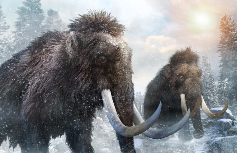 Cientistas reconstroem os cromossomos em 3D de mamute de 52 mil anos
