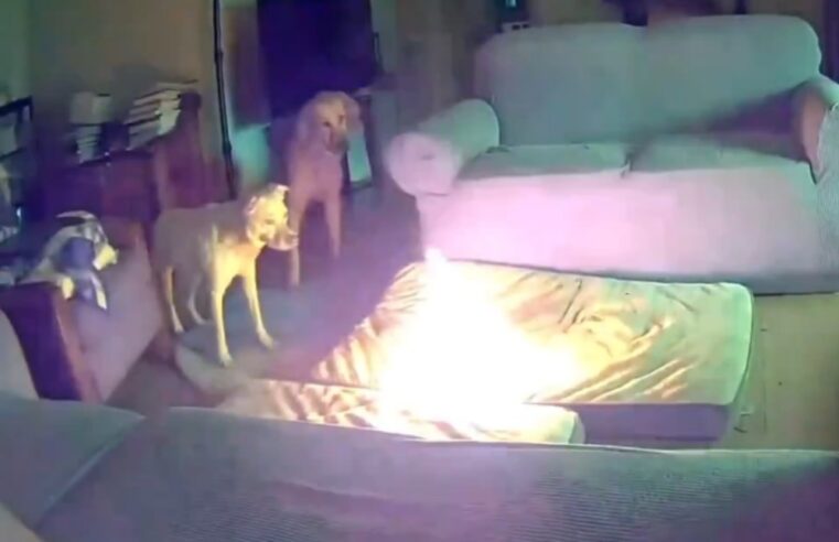 Cachorro destrói powerbank e incendeia casa; veja o vídeo