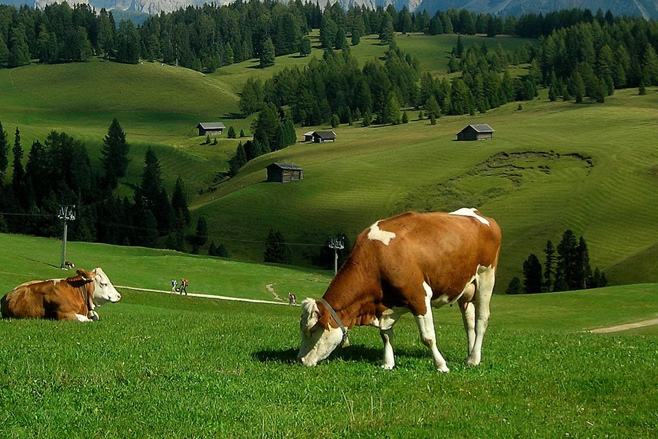 O ransomware que matou uma vaca e um bezerro