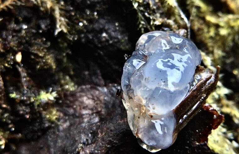 Gelatina Estelar? O mistério da substância pegajosa que cai do céu