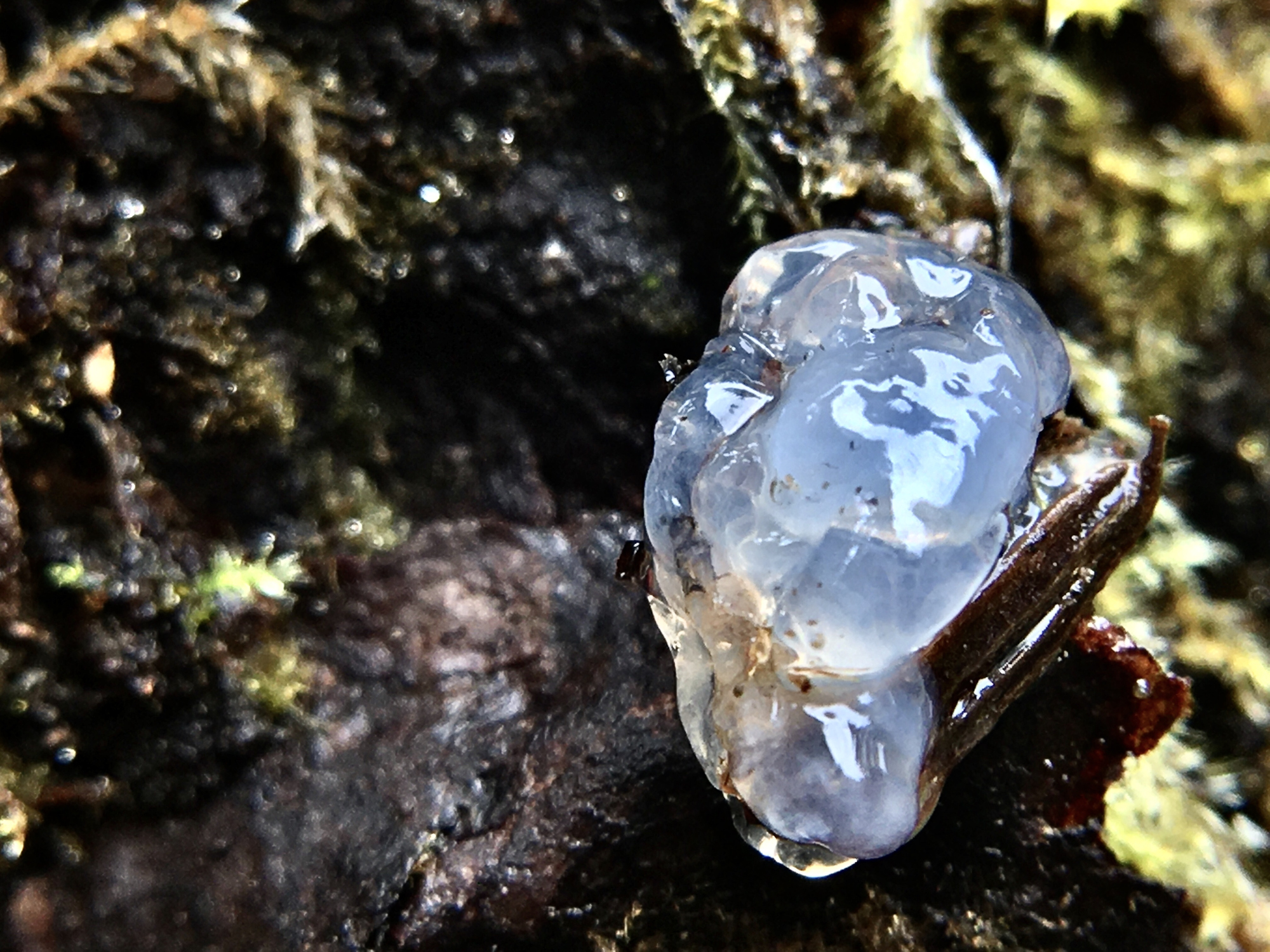 Gelatina Estelar? O mistério da substância pegajosa que cai do céu