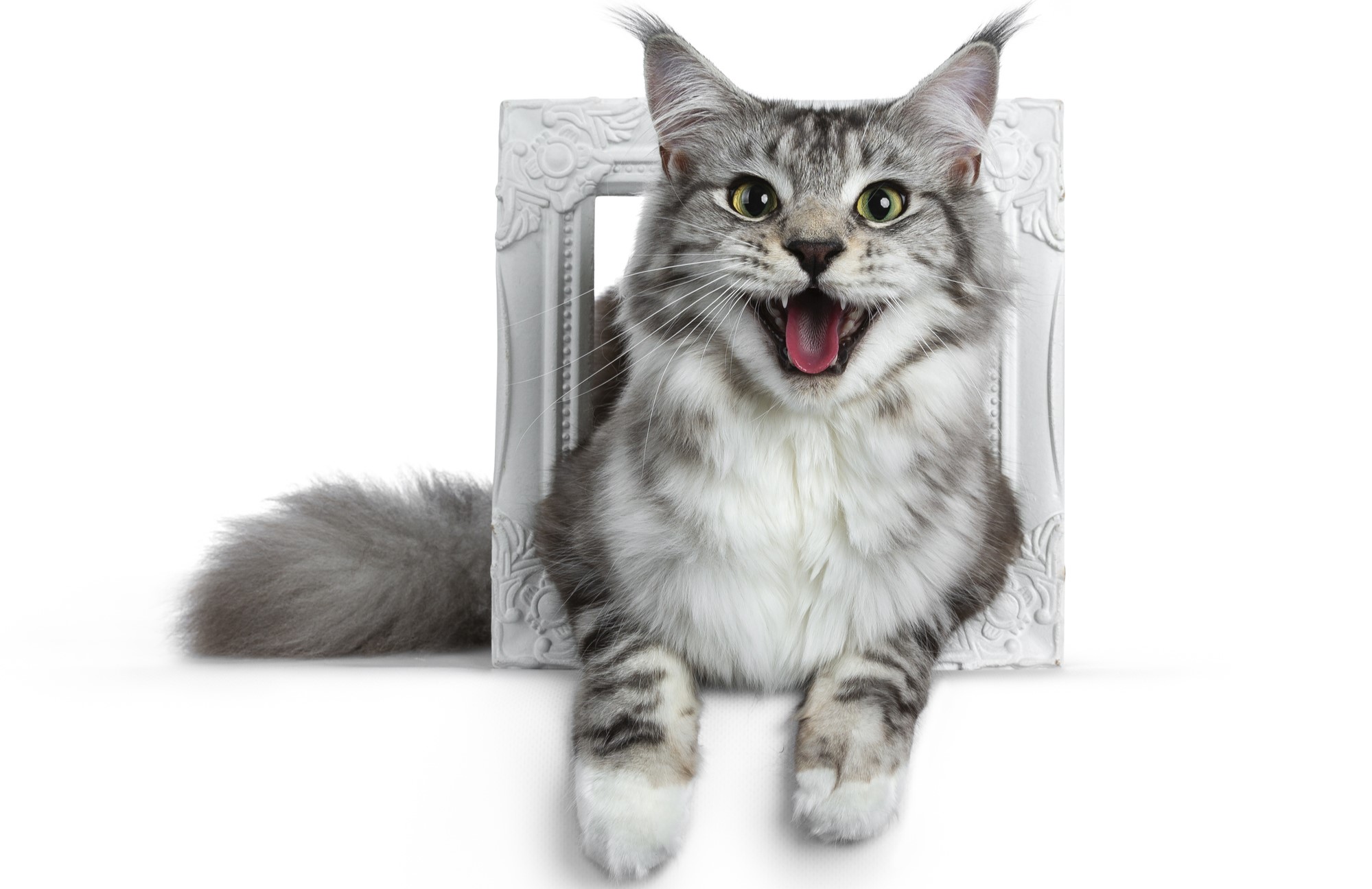 Cientistas usam gato de Cheshire para explicar divisão quântica de partículas