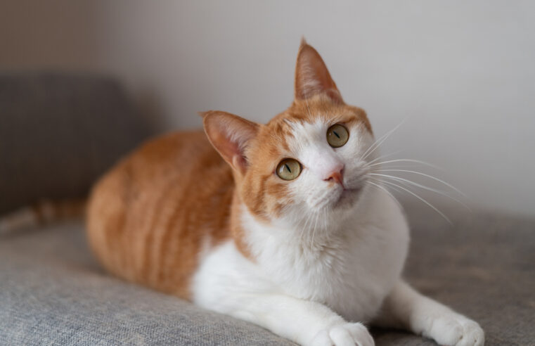 Gatos são mais inteligentes que as IAs atuais, diz pesquisador da Meta