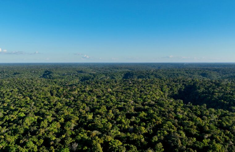 Confira como o Google tem usado IA para tornar o mundo mais sustentável