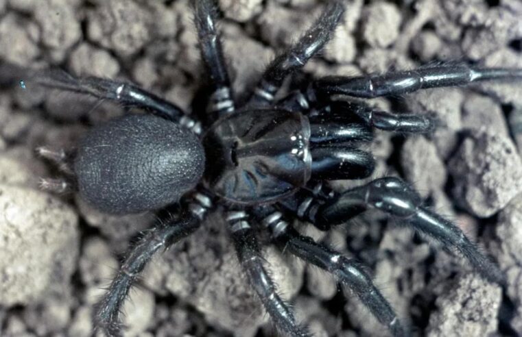 Conheça “Big Boy”, a nova aranha mais mortal da Austrália