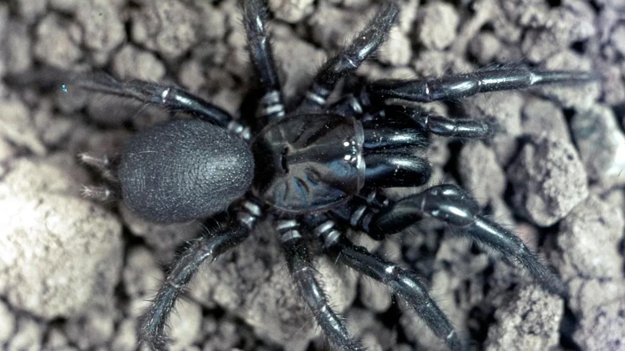 Conheça “Big Boy”, a nova aranha mais mortal da Austrália