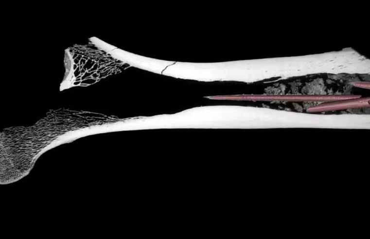 Veneno de flecha mais antigo do mundo é achado dentro de osso de 7 mil anos