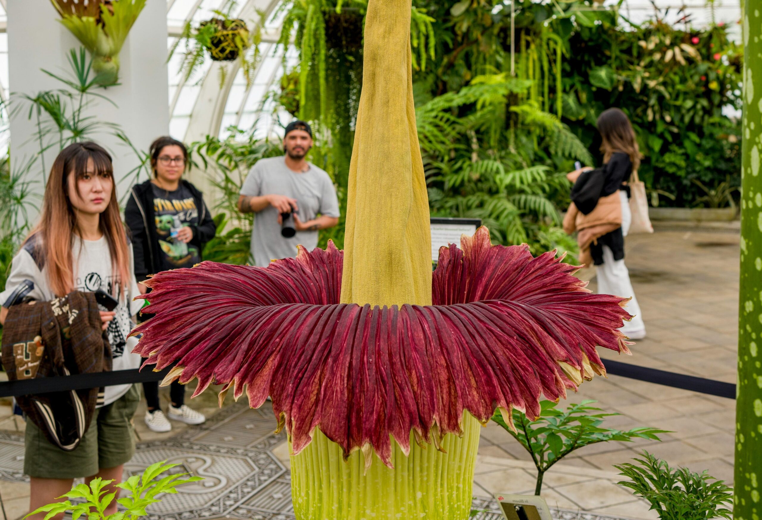 ‘Putricia’: milhares de pessoas acompanham processo de floração da flor-cadáver na Austrália