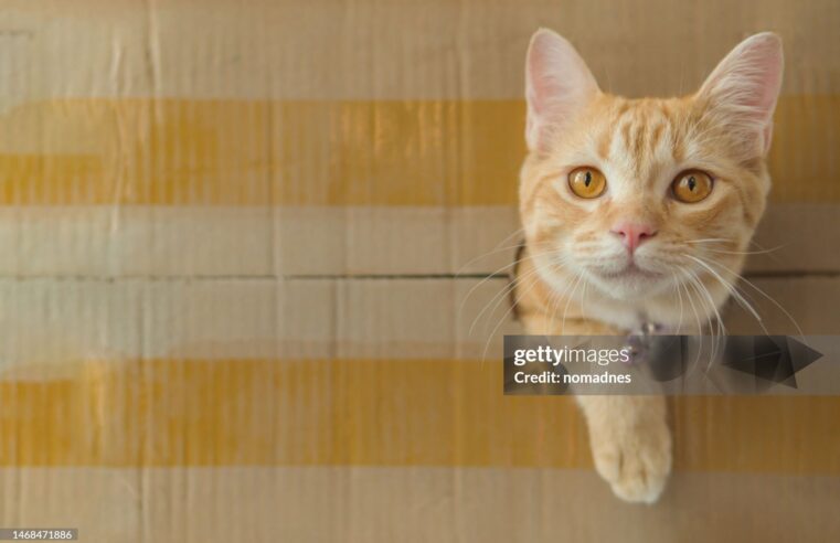 Gatos são líquidos: a ciência prova, mas tutores já sabiam