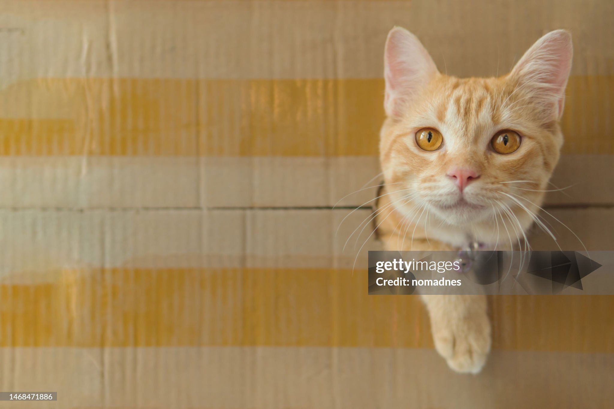 Gatos são líquidos: a ciência prova, mas tutores já sabiam