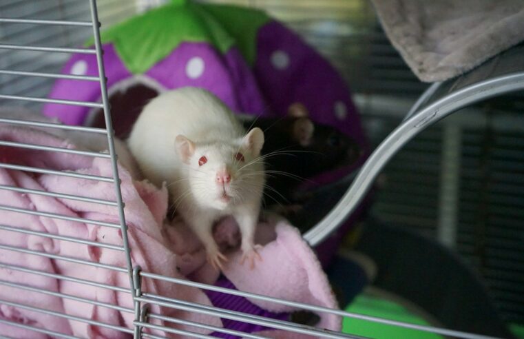 Ratos com dois pais machos gerados em experimento sobrevivem até a idade adulta