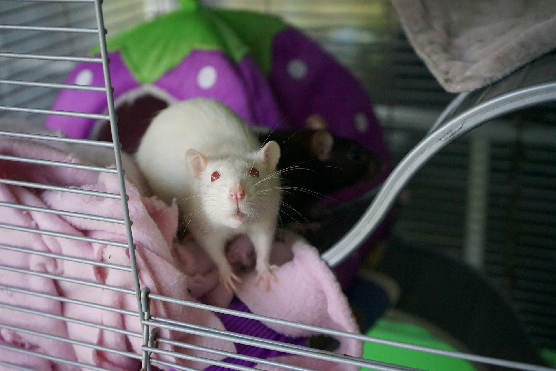 Ratos com dois pais machos gerados em experimento sobrevivem até a idade adulta