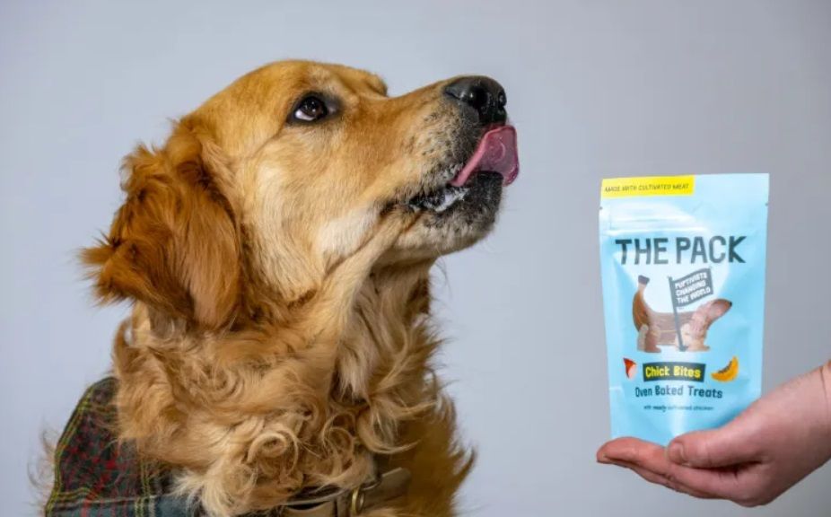 Empresa lança primeira ração para cachorro com carne feita em laboratório