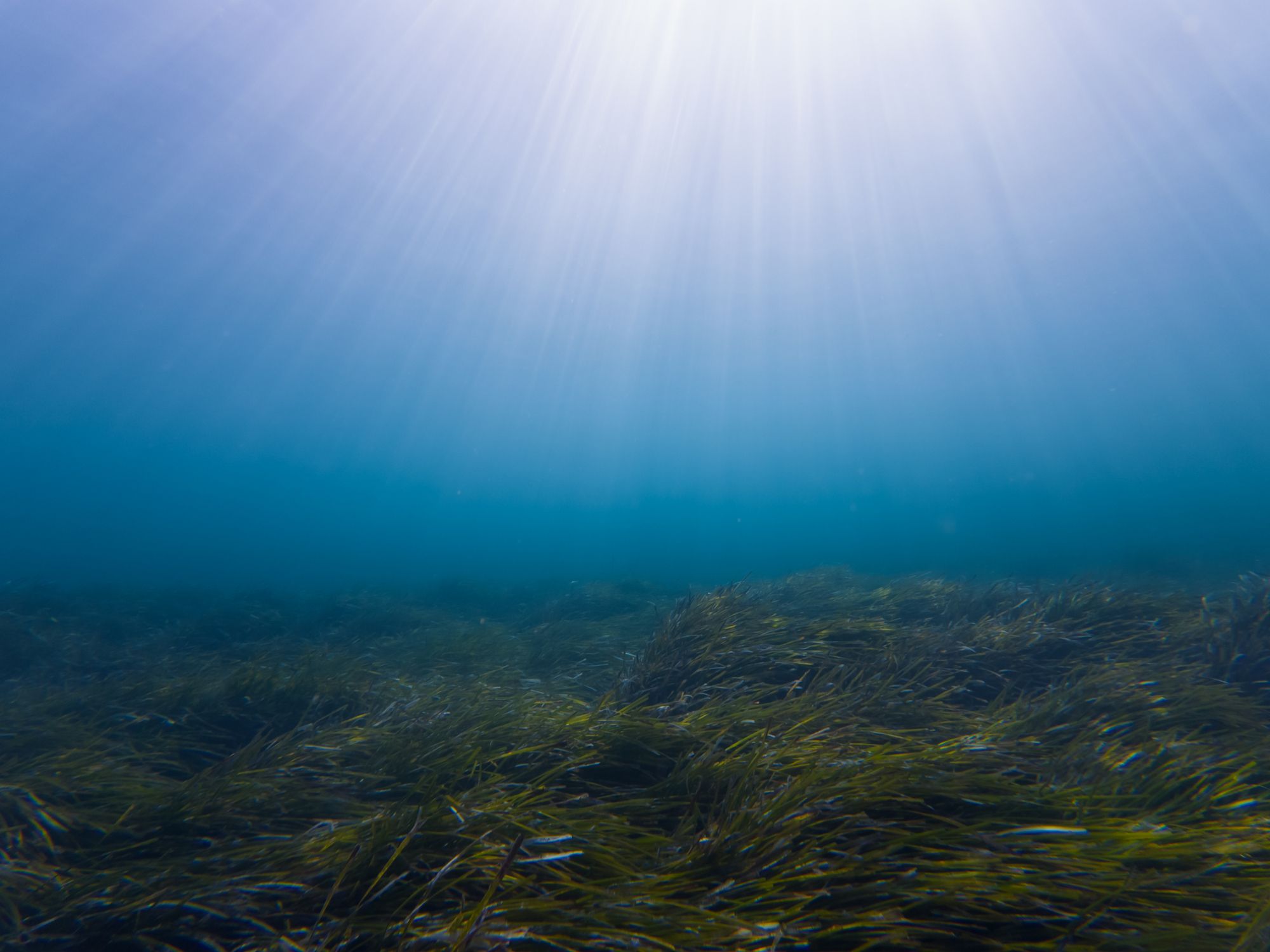 Estudo descobre anomalia radioativa no fundo do Oceano Pacífico