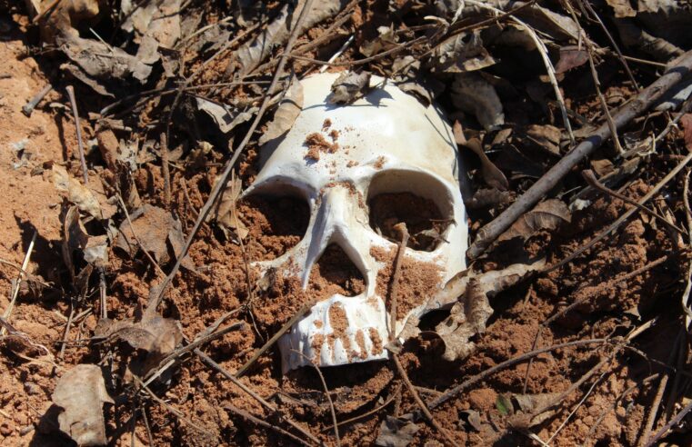 Estudo ‘solucionou’ mistério sobre crânios decapitados da Idade do Ferro na Espanha