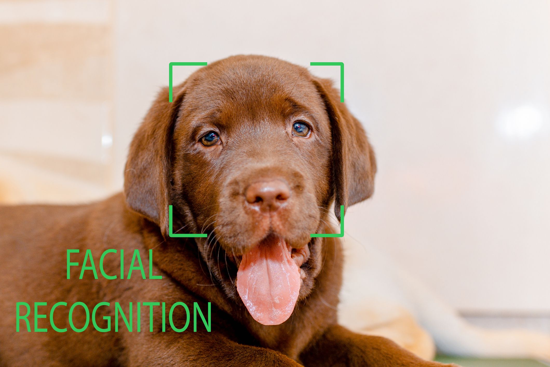 IA treinada em ler focinhos consegue identificar estresse e dor em animais