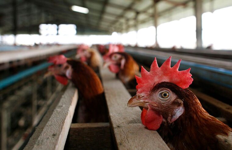 Cientistas alertam para risco de pandemia com gripe aviária