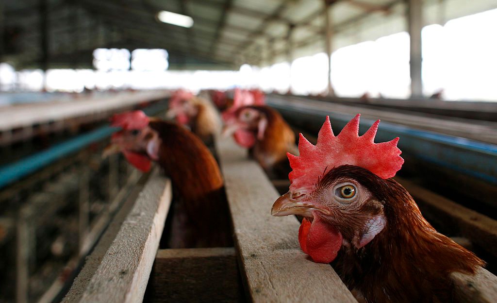 Cientistas alertam para risco de pandemia com gripe aviária