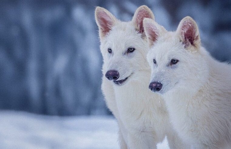 A mentira sobre o lobo-terrível: animal extinto não foi ‘revivido’ por cientistas; entenda