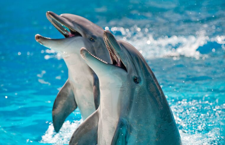 DolphinGemma: novo modelo de IA do Google facilita ‘conversas’ entre humanos e golfinhos