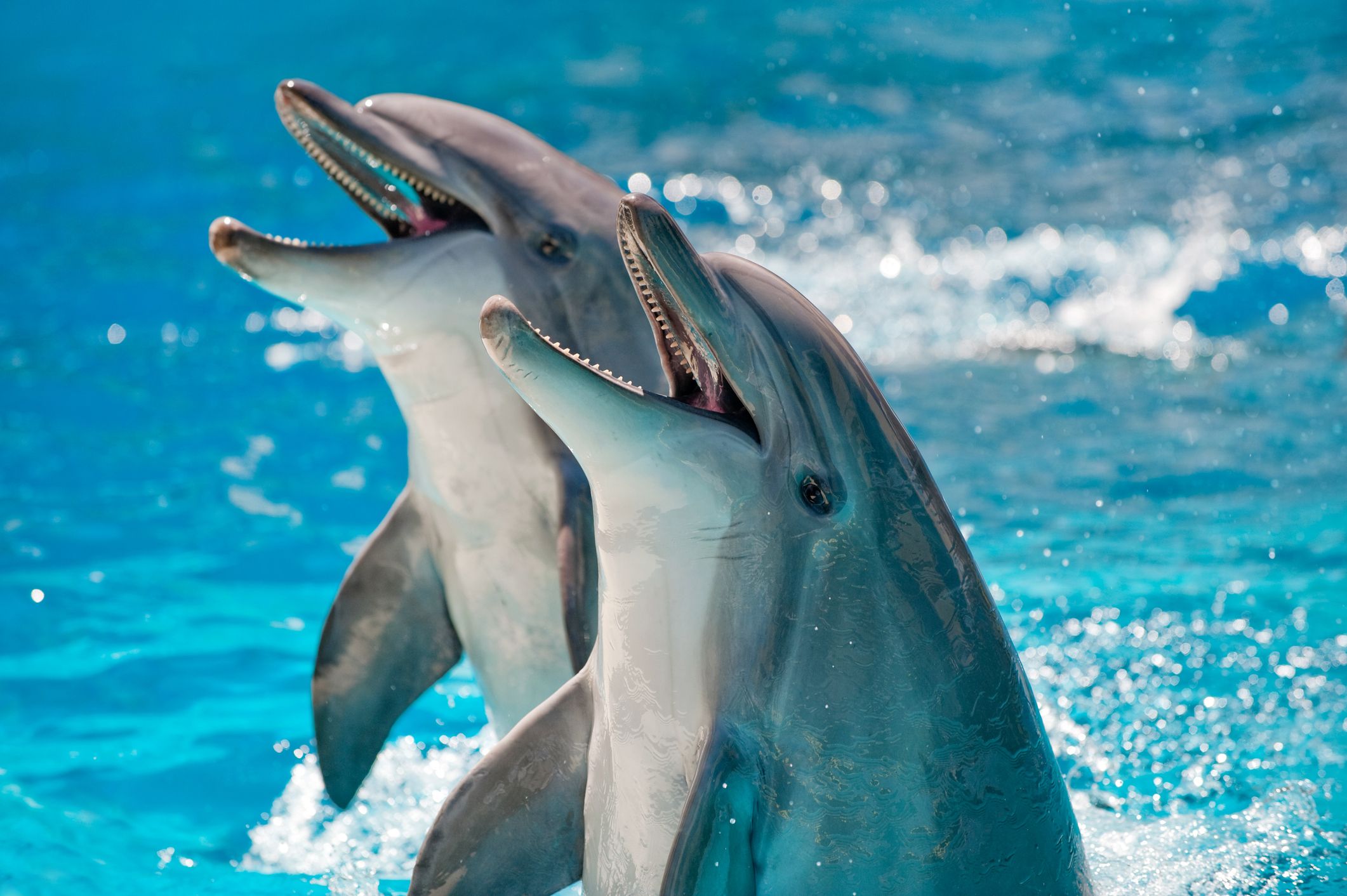 DolphinGemma: novo modelo de IA do Google facilita ‘conversas’ entre humanos e golfinhos