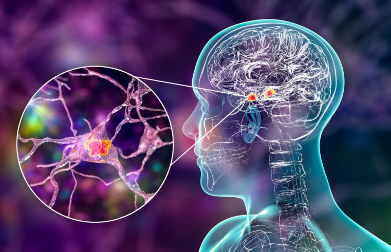 O que são e para que servem as amígdalas cerebrais?