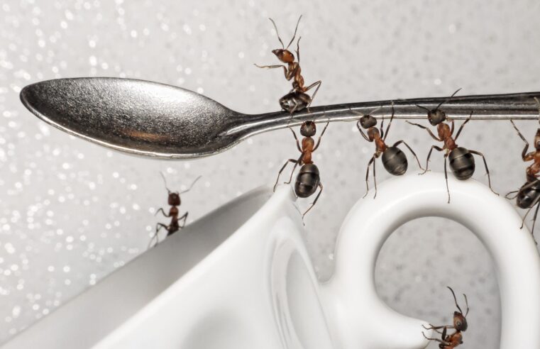 Cafeína pode melhorar eficiência de formigas (e ajudar a exterminá-las); entenda