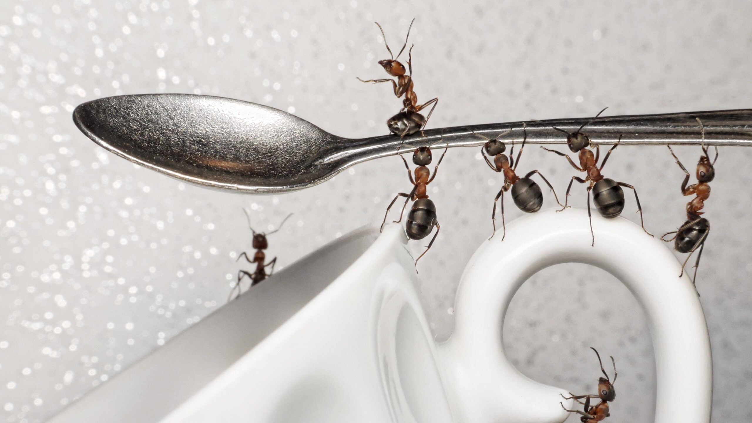 Cafeína pode melhorar eficiência de formigas (e ajudar a exterminá-las); entenda