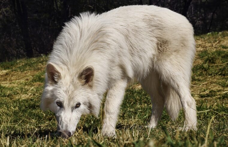 Cientista confirma que lobo-terrível ‘revivido’ é apenas lobo-cinzento; entenda