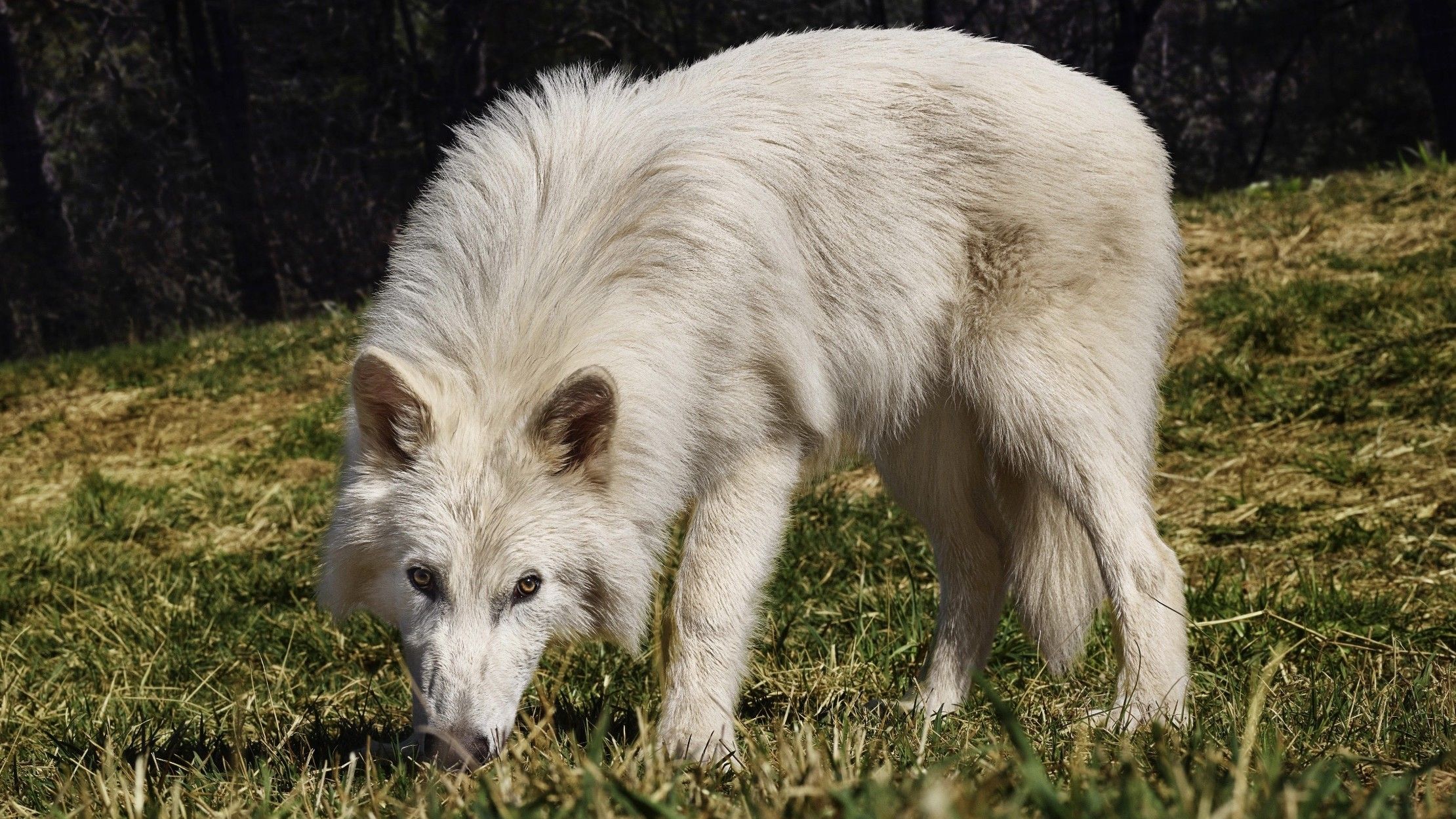 Cientista confirma que lobo-terrível ‘revivido’ é apenas lobo-cinzento; entenda