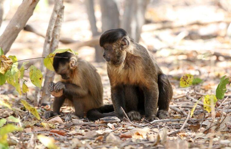 Dia Mundial do Meio Ambiente: macacos-prego dão lições de tolerância