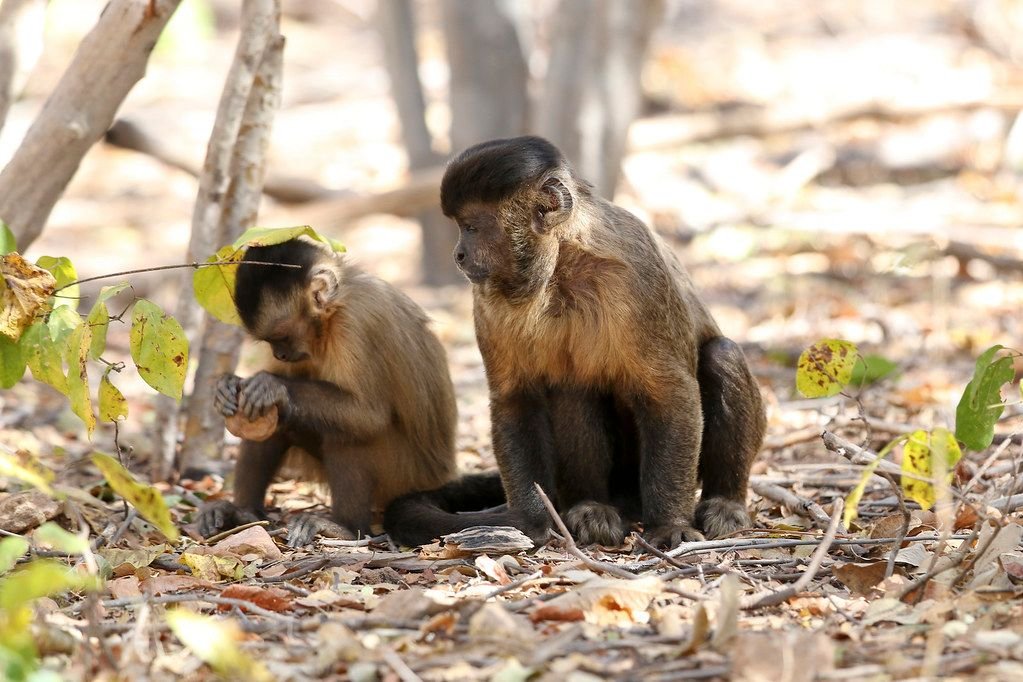 Dia Mundial do Meio Ambiente: macacos-prego dão lições de tolerância